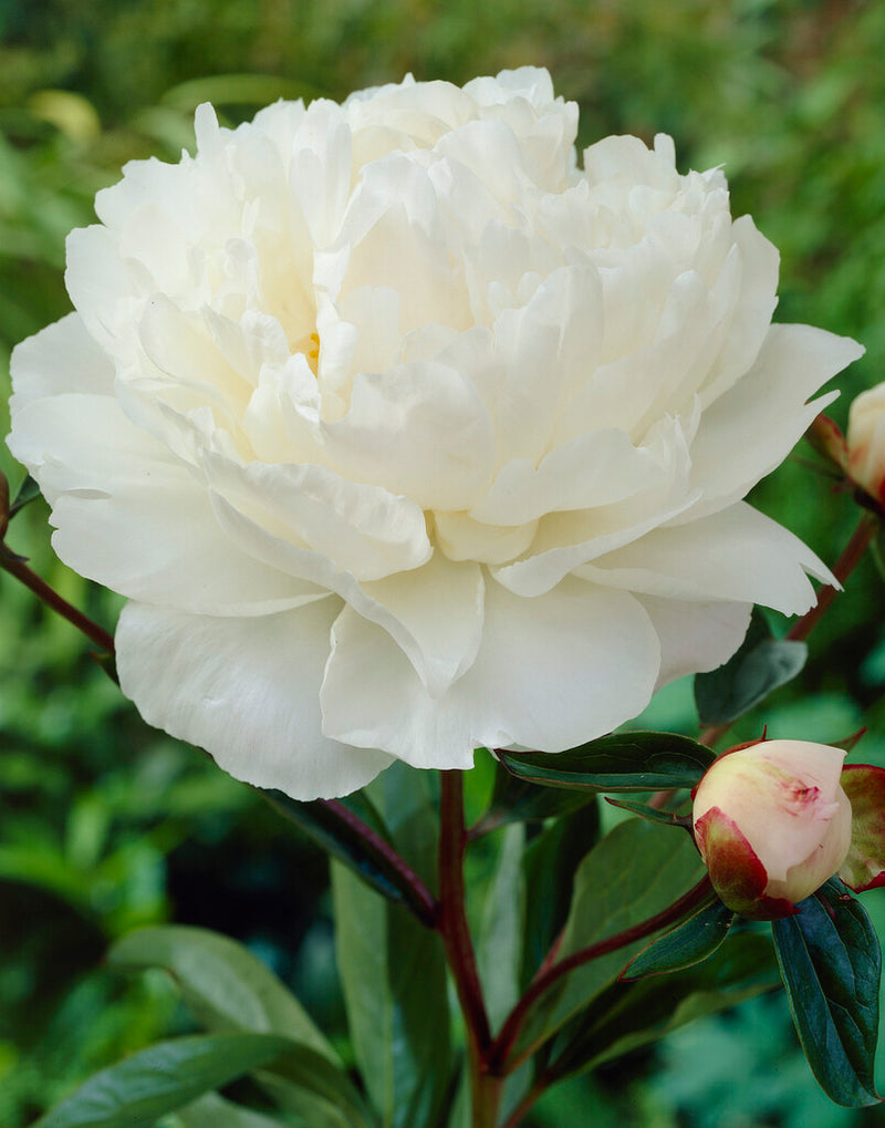 Gardenia