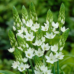 Thyrsoides (Chincherinchee)