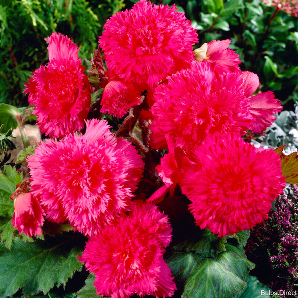 misty dawn pink begonia bulbs