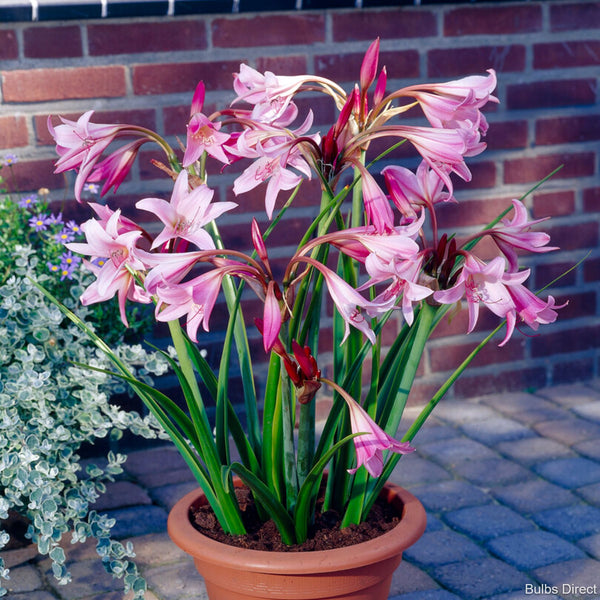 Powellii Pink