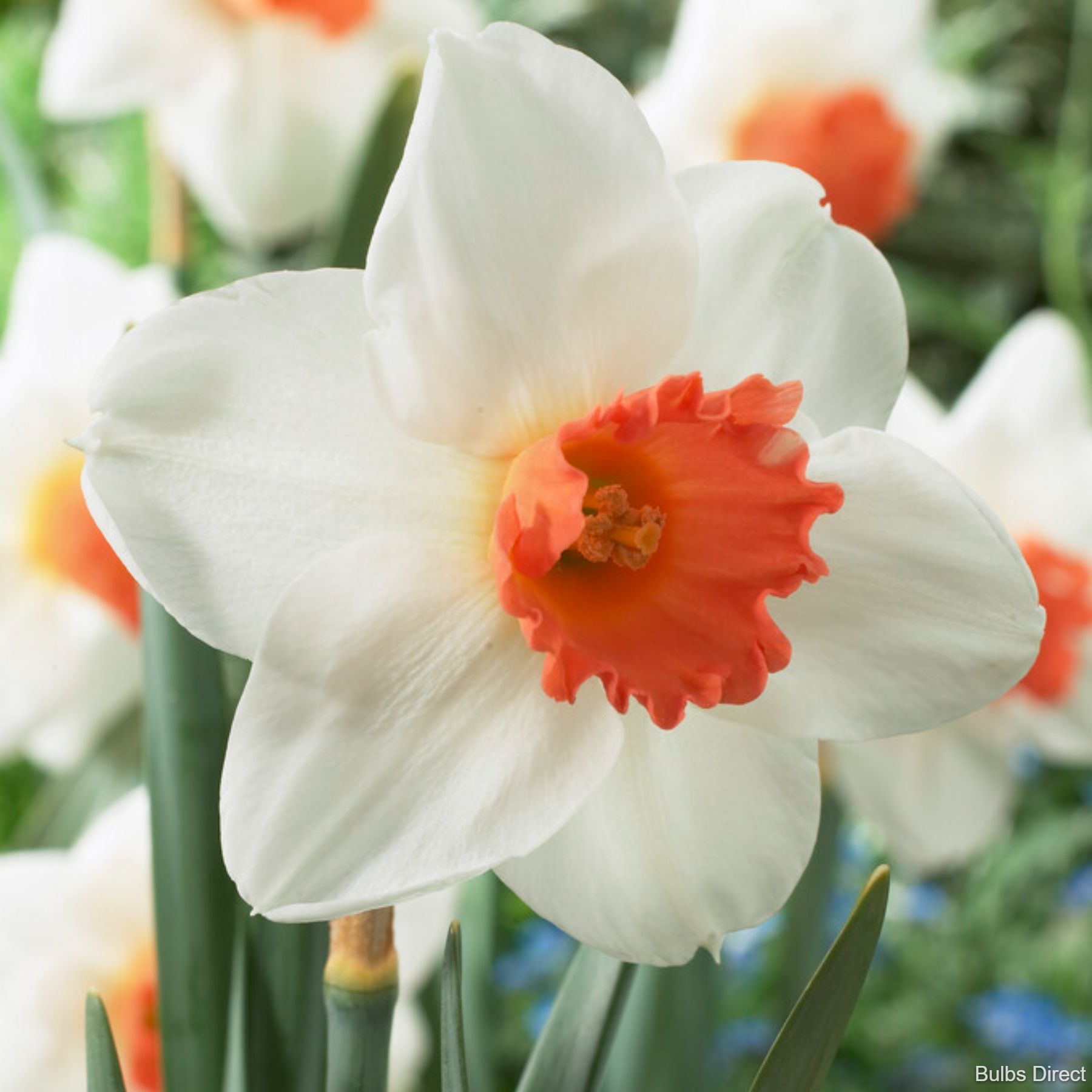 Cool Flame Daffodils | Order Daffodil Bulbs online | Bulbs Direct NZ