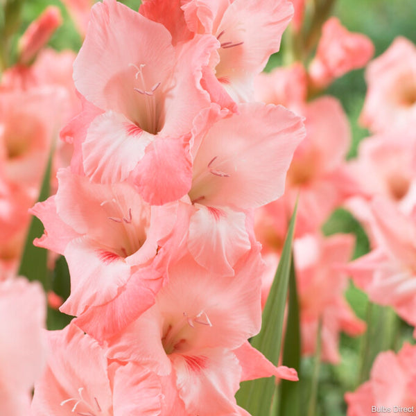 Big Business Gladioli | Order Gladioli Bulbs online - Bulbs Direct NZ