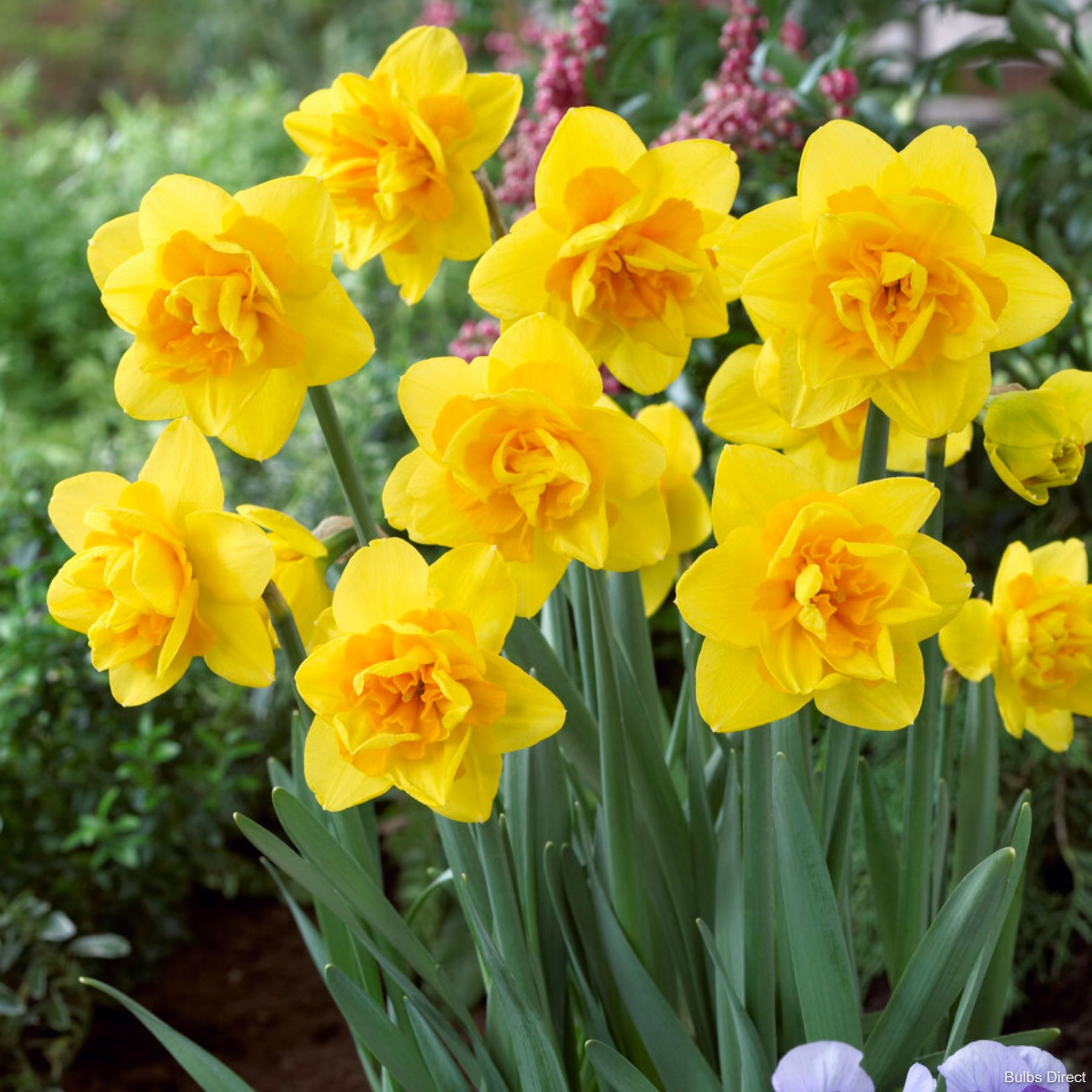 Queens Day Daffodil | Order Daffodil Bulbs Online | Bulbs Direct NZ