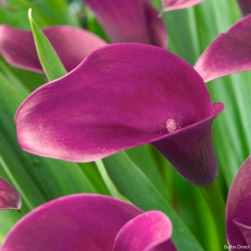 Puple Direct Us Purple Beauty Callas | Order Calla Lily Bulbs online | BulbsDirect ...