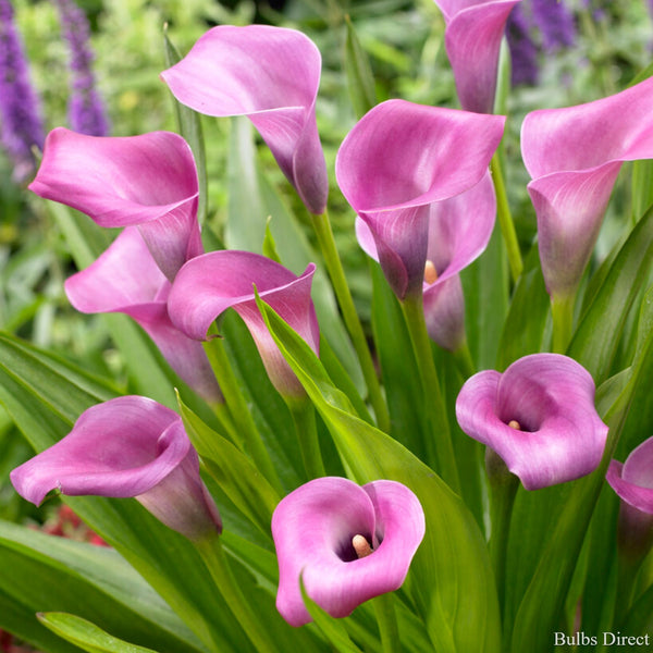 Purple Rain Callas | Order Calla Lily Bulbs online | Bulbs Direct