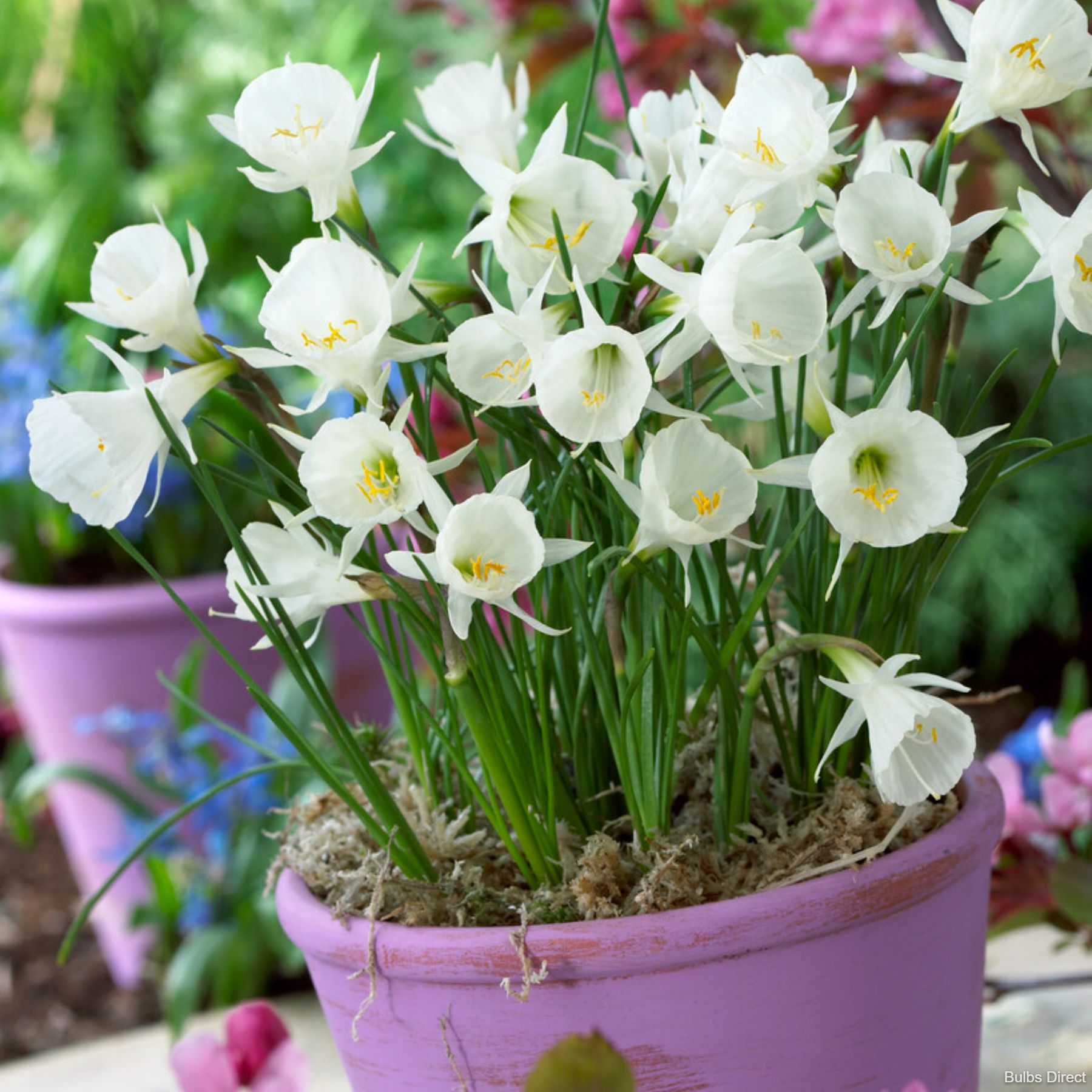 White Petticoat Daffodil Order Daffodil Bulbs online Bulbs Direct NZ