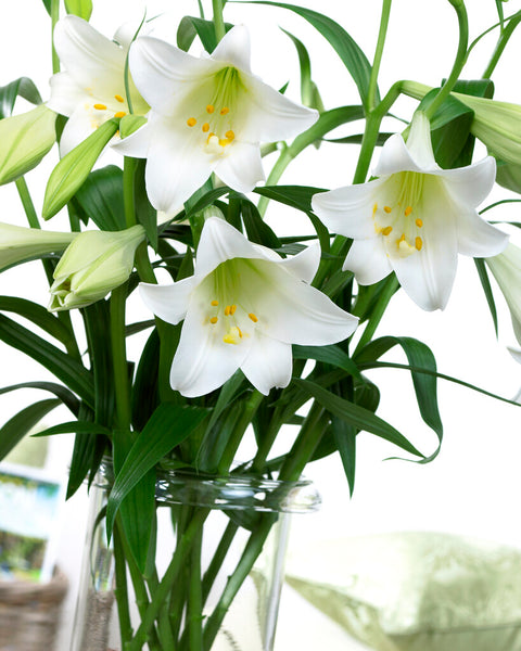 Bulbs Direct White Triumphator Lilium | Order Lily Bulbs online | Bulbs Direct NZ