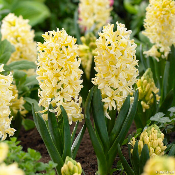 Bulbs Direct Gypsy Princess Hyacinth | Order Hyacinth Bulbs online | Bulbs Direct NZ
