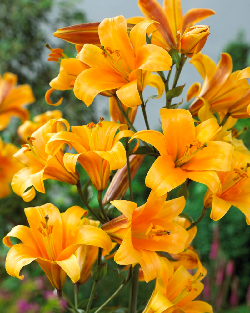 orange planet lily bulbs nz