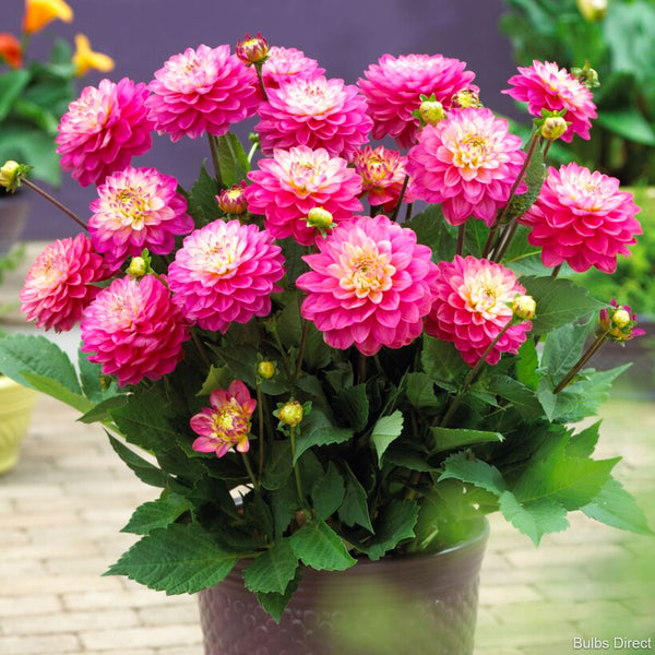 Melody Pink Allegro