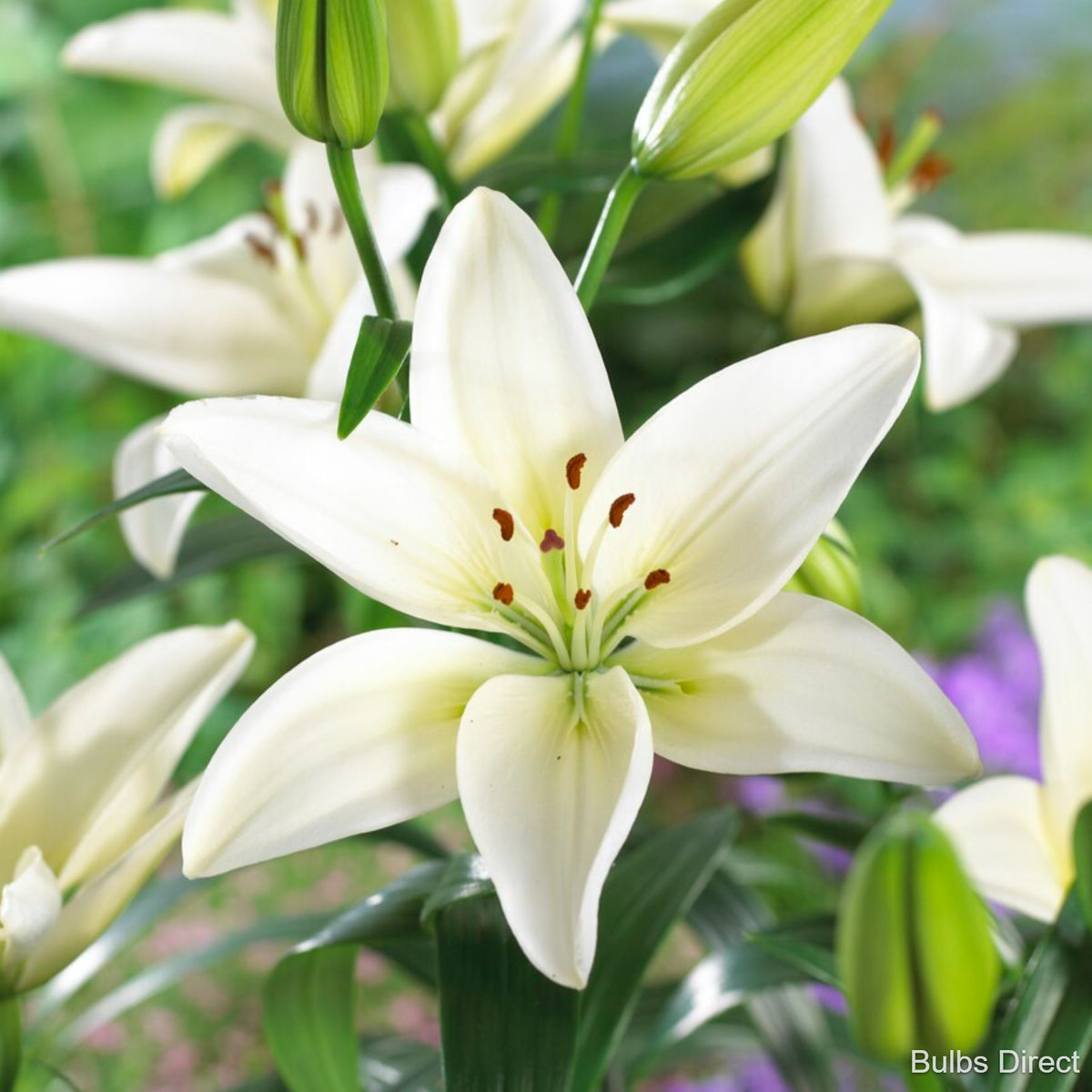 asiatic lily dark secret Dark Secret Asiatic Lily | Order Lily Bulbs online
