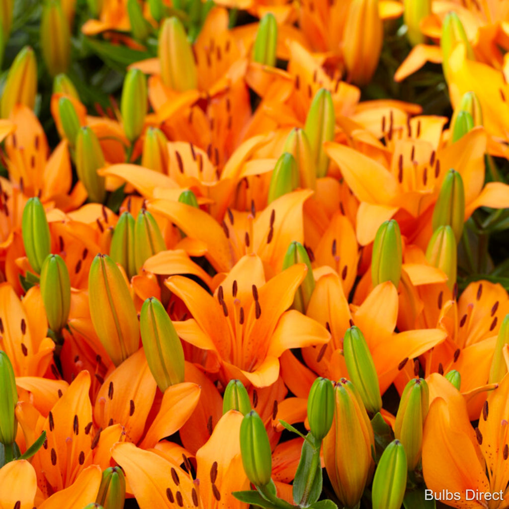 Orange Matrix Asiatic Lily | Order Lily Bulbs online | Bulbs Direct NZ
