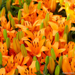 orange matrix asiatic lily Orange Matrix Asiatic Lily | Order Lily Bulbs online