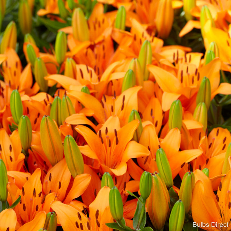asiatic lily orange matrix Orange Matrix Asiatic Lily | Order Lily Bulbs online