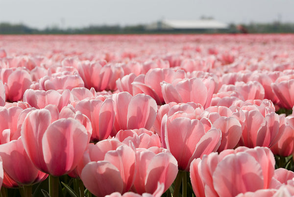 Pink Impression Tulip bulbs