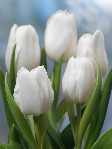 White Dream Tulip