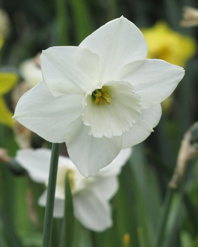Stainless Daffodil NEW