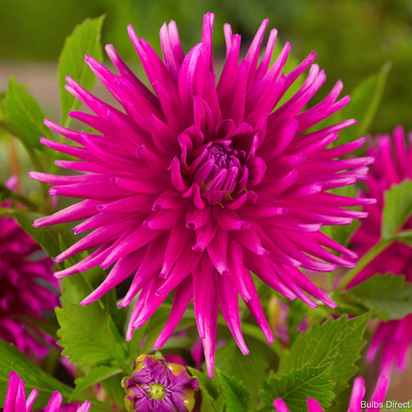 Purple Gem
