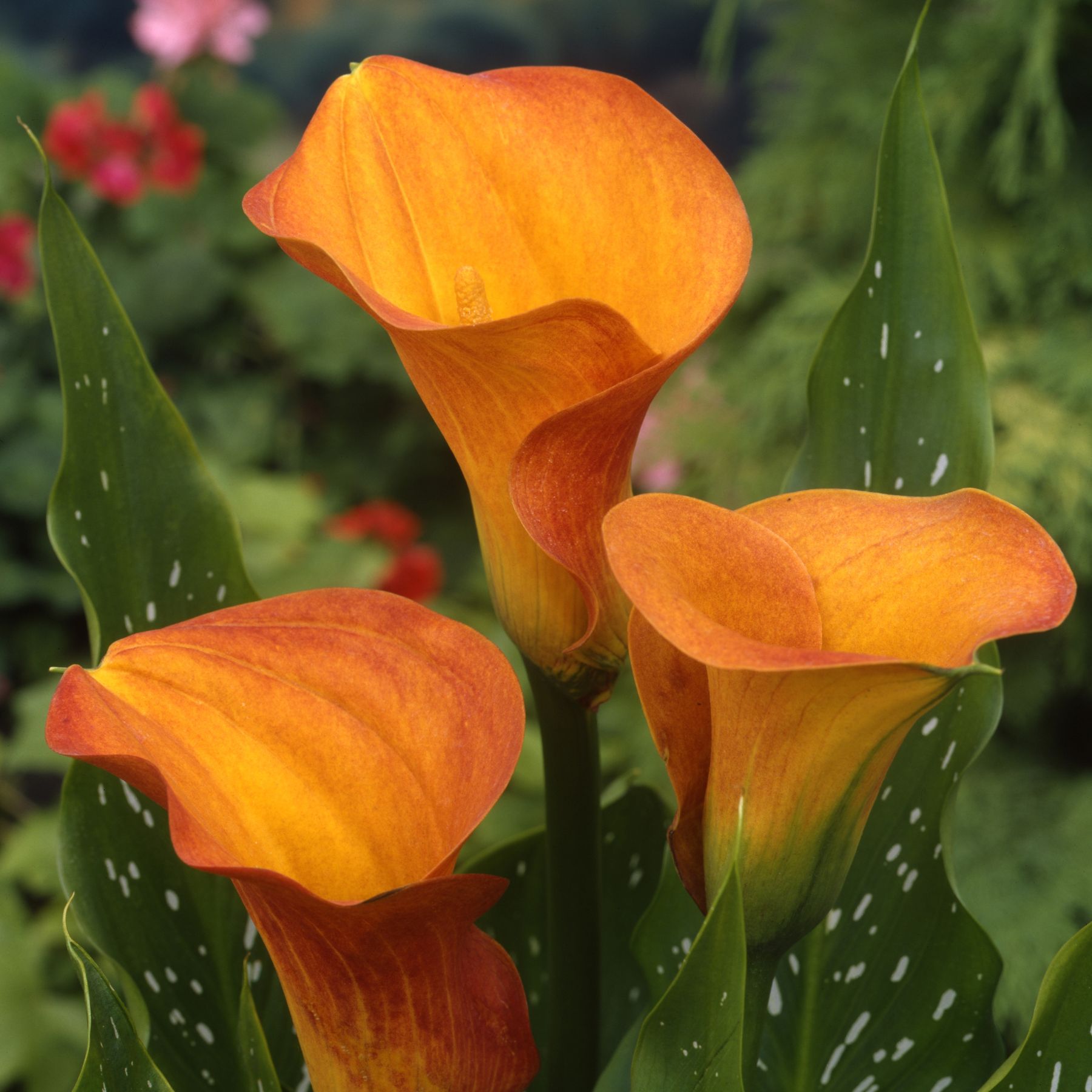 Treasure Calla Lily Buy Calla Lily Bulbs online Bulbs Direct NZ