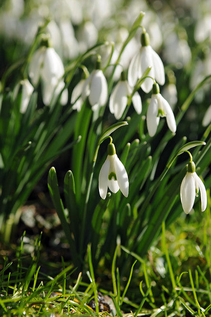 Snowdrop Galanthus Elwesii | Buy Galanthus Bulbs online | Bulbs Direct