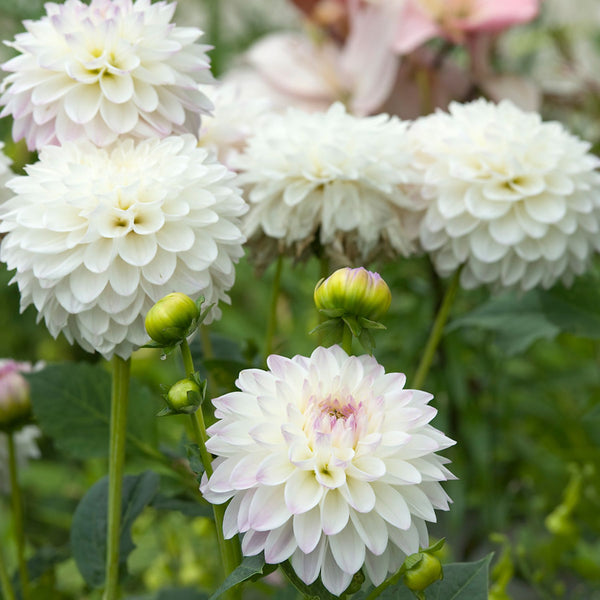 Eveline Dahlias Order Dahlia Tubers online Bulbs Direct NZ