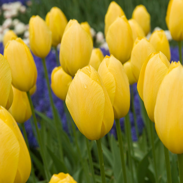 Golden Parade Tulips | Buy Tulip Bulbs online | Bulbs Direct NZ