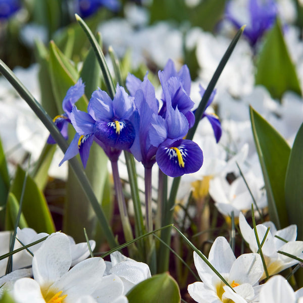 Harmony Iris Reticulata Order Iris Bulbs online Bulbs Direct NZ