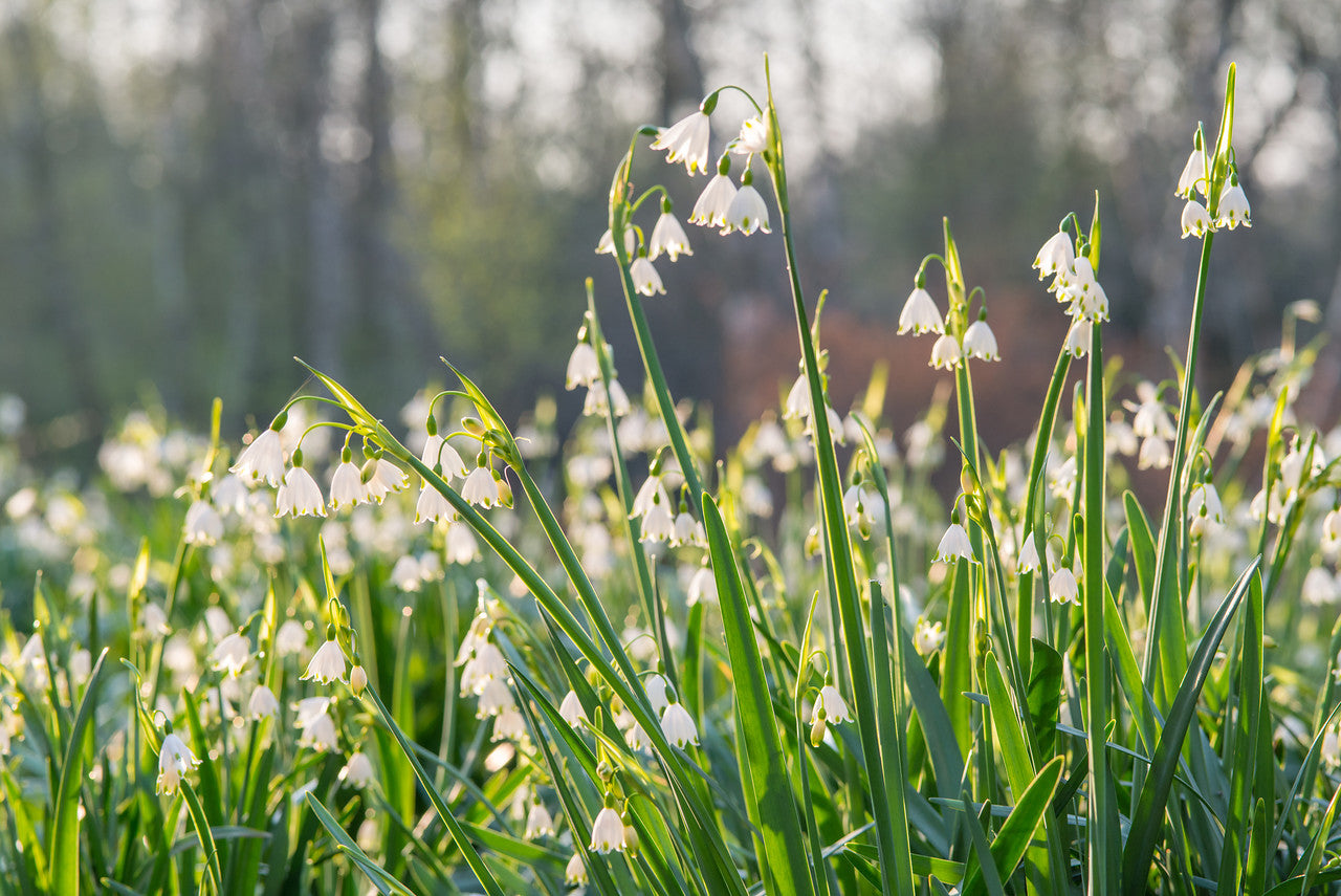 Snowflakes Daffodils Order Daffodil Bulbs online Bulbs Direct NZ
