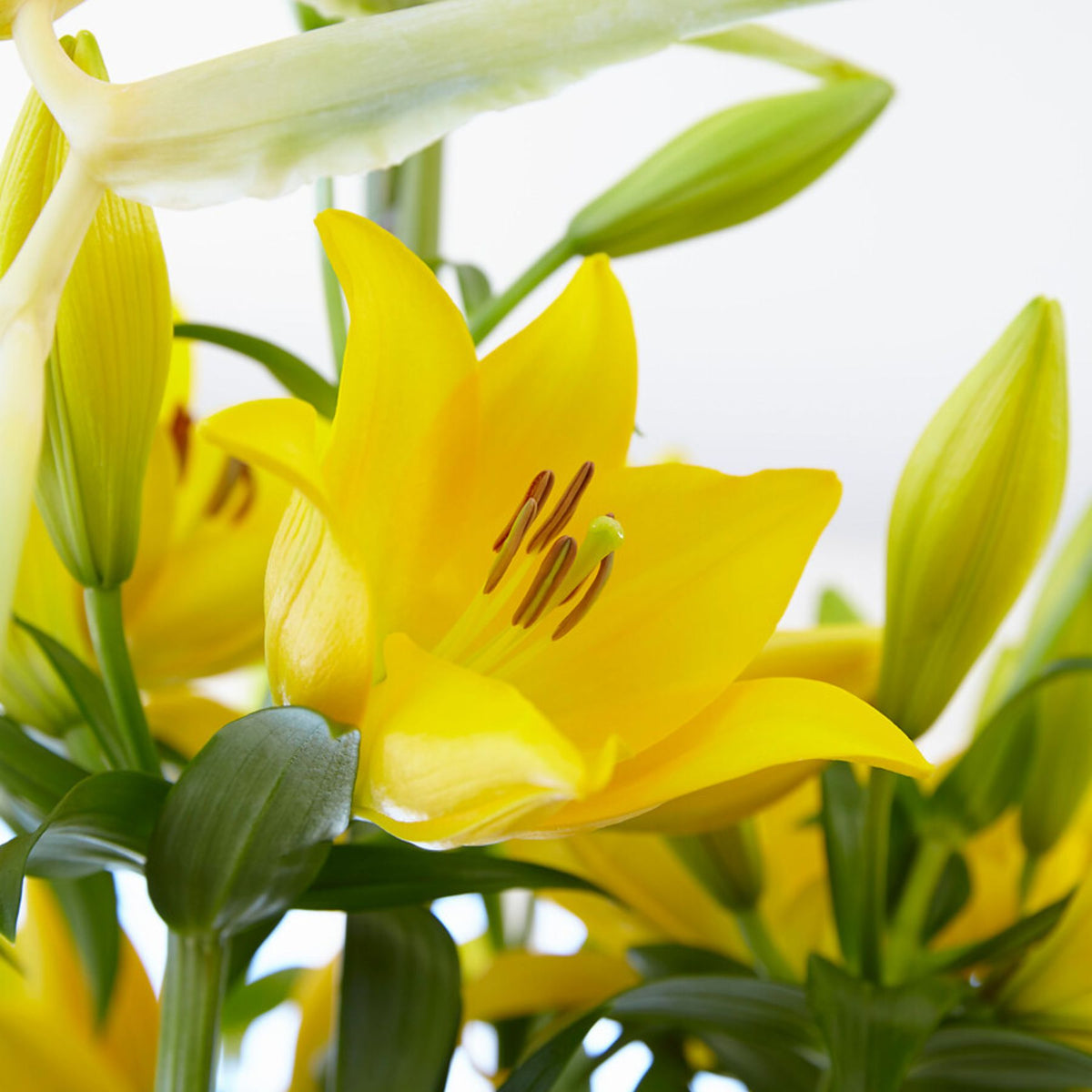 White Pixels Asiatic Lily | Order Lily Bulbs online | Bulbs Direct NZ
