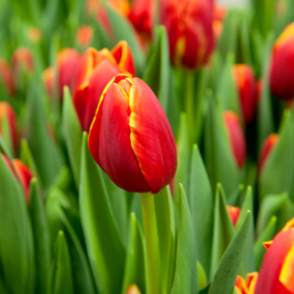 Verandi Tulip Buy Tulip bulbs online Bulbs Direct NZ