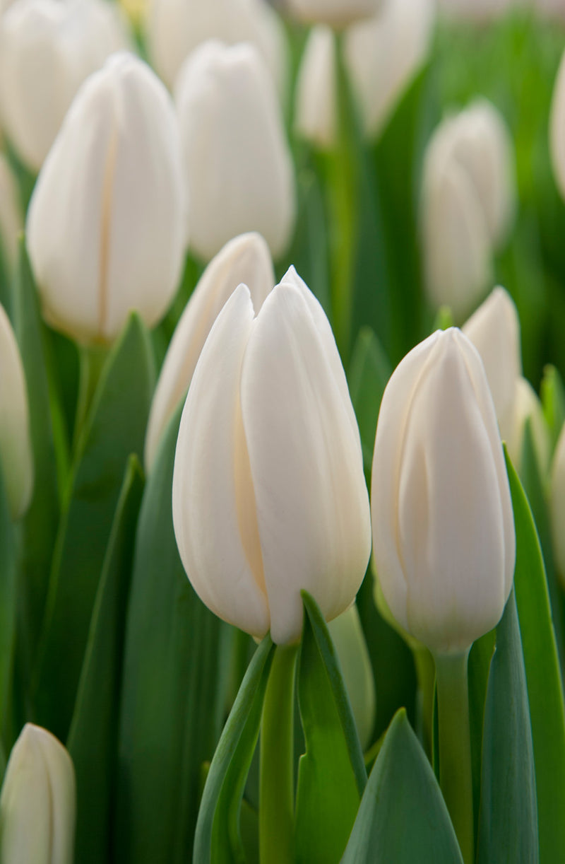Tulip Snowboard | Order Tulip Bulbs online | Bulbs Direct NZ