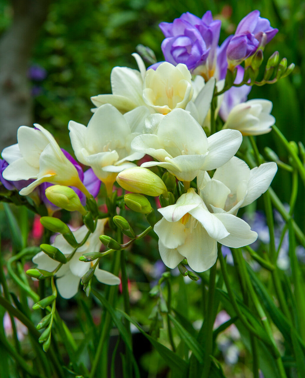 Montana Freesia Order Freesia Bulbs Online Bulbs Direct NZ
