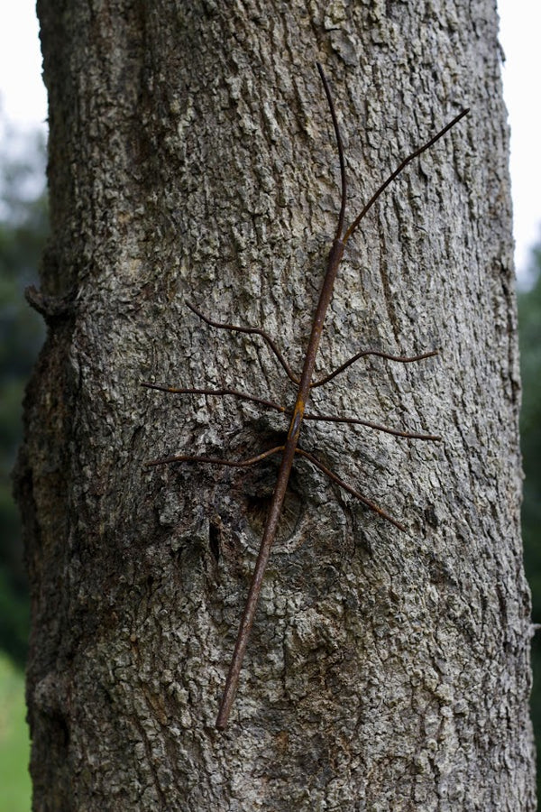 Stick Insect on tree non painted