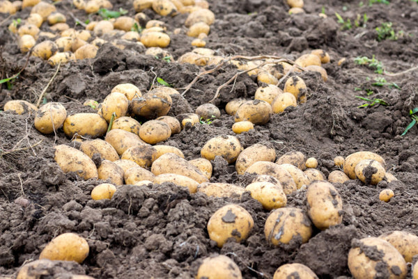 Potato Tubers Dry In The Field On The Ground. A Good Potato Harv