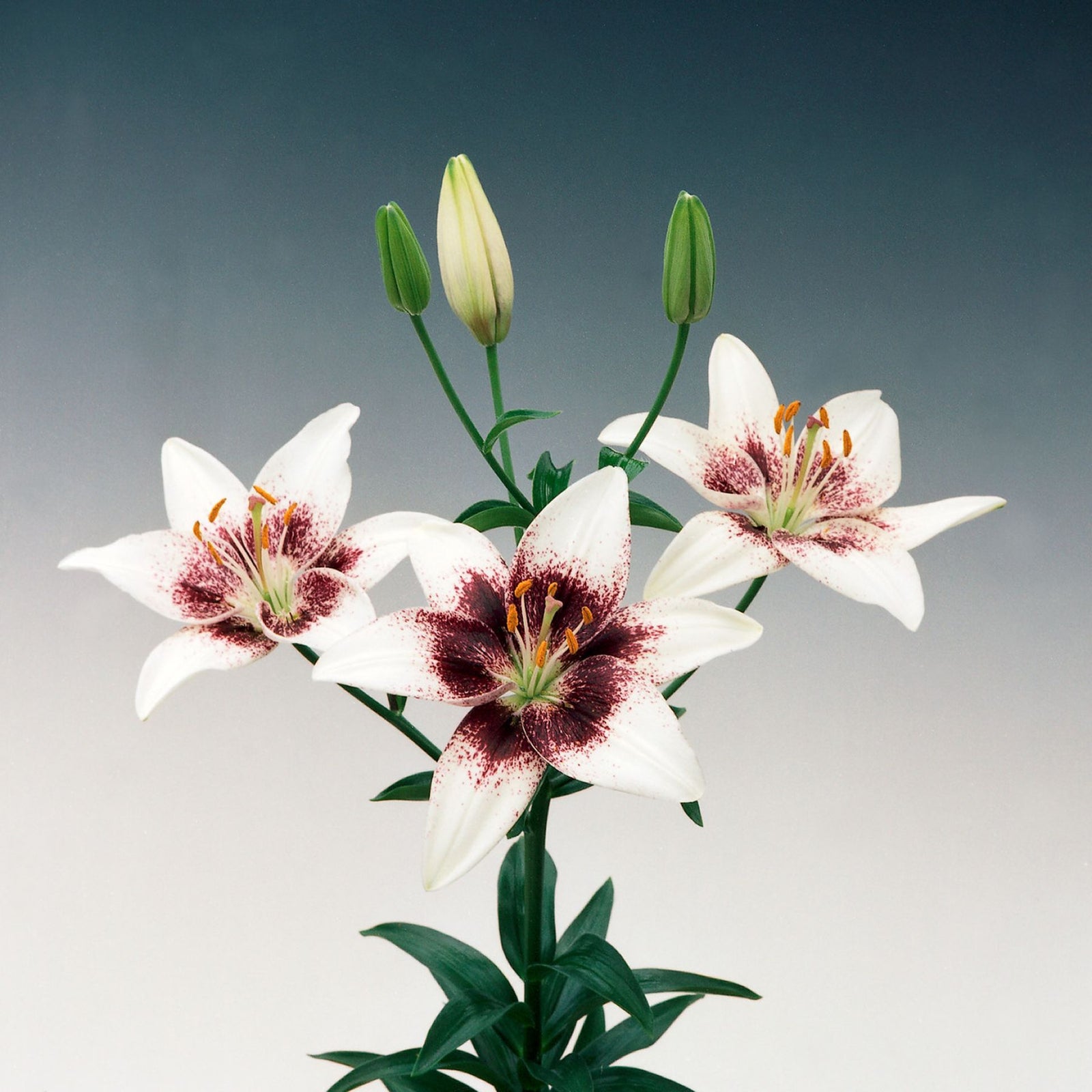 White Pixels Asiatic Lily | Order Lily Bulbs online | Bulbs