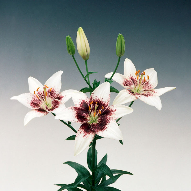 asiatic lilies white White Pixels Asiatic Lily | Order Lily Bulbs online