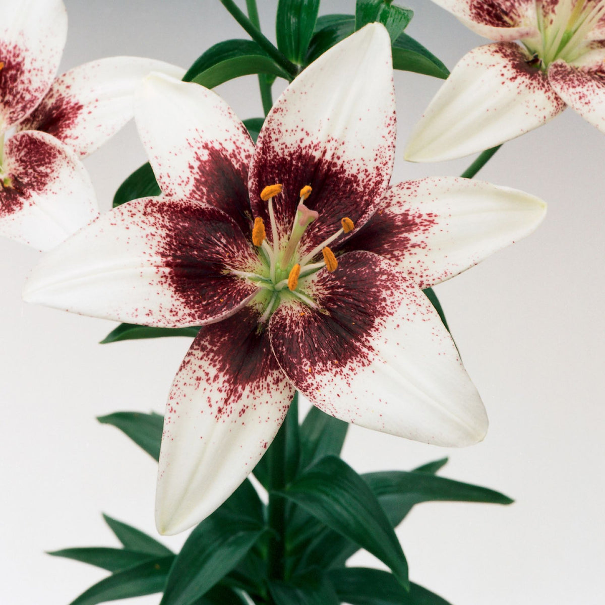 matrix red asiatic lily Red Matrix Asiatic Lily | Order Lily Bulbs online