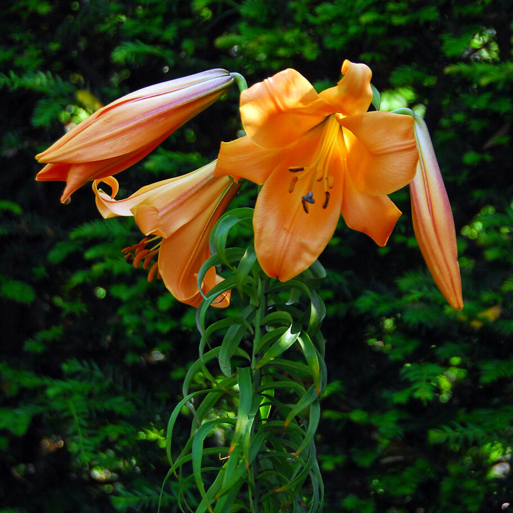 african queen lily flower African Queen Trumpet Lily | Order Lily Bulbs online
