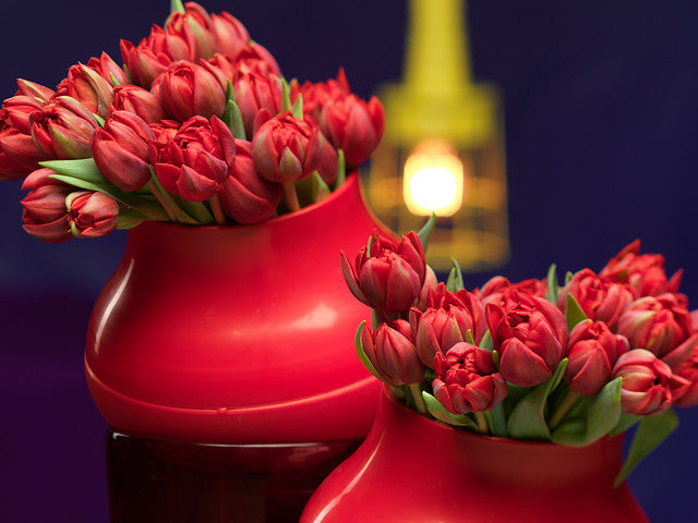 Red Princess Tulip