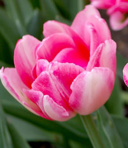 Foxtrot Tulip bulb