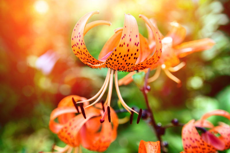 Orange Tiger Lilies Bloom In The Garden Of A Country