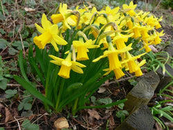 Tete e Tete Daffodil