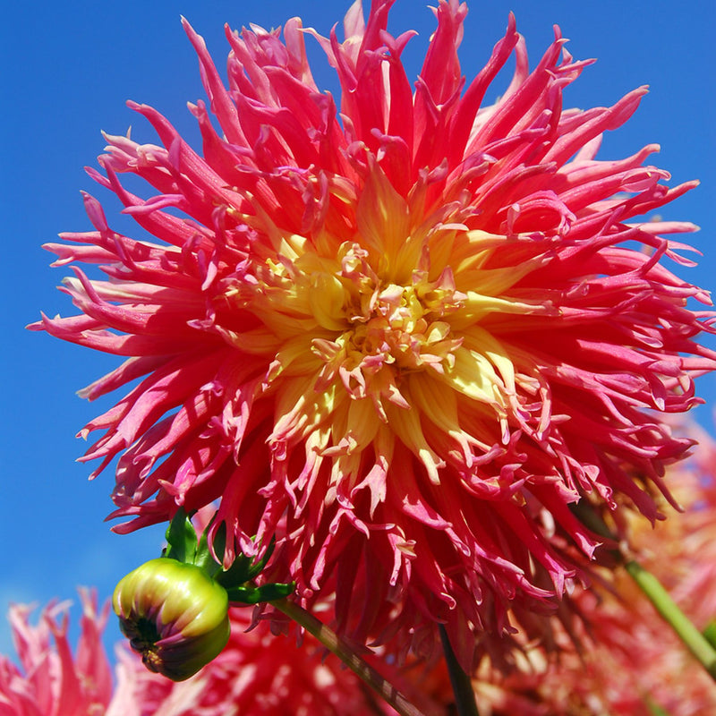 Fringed Star