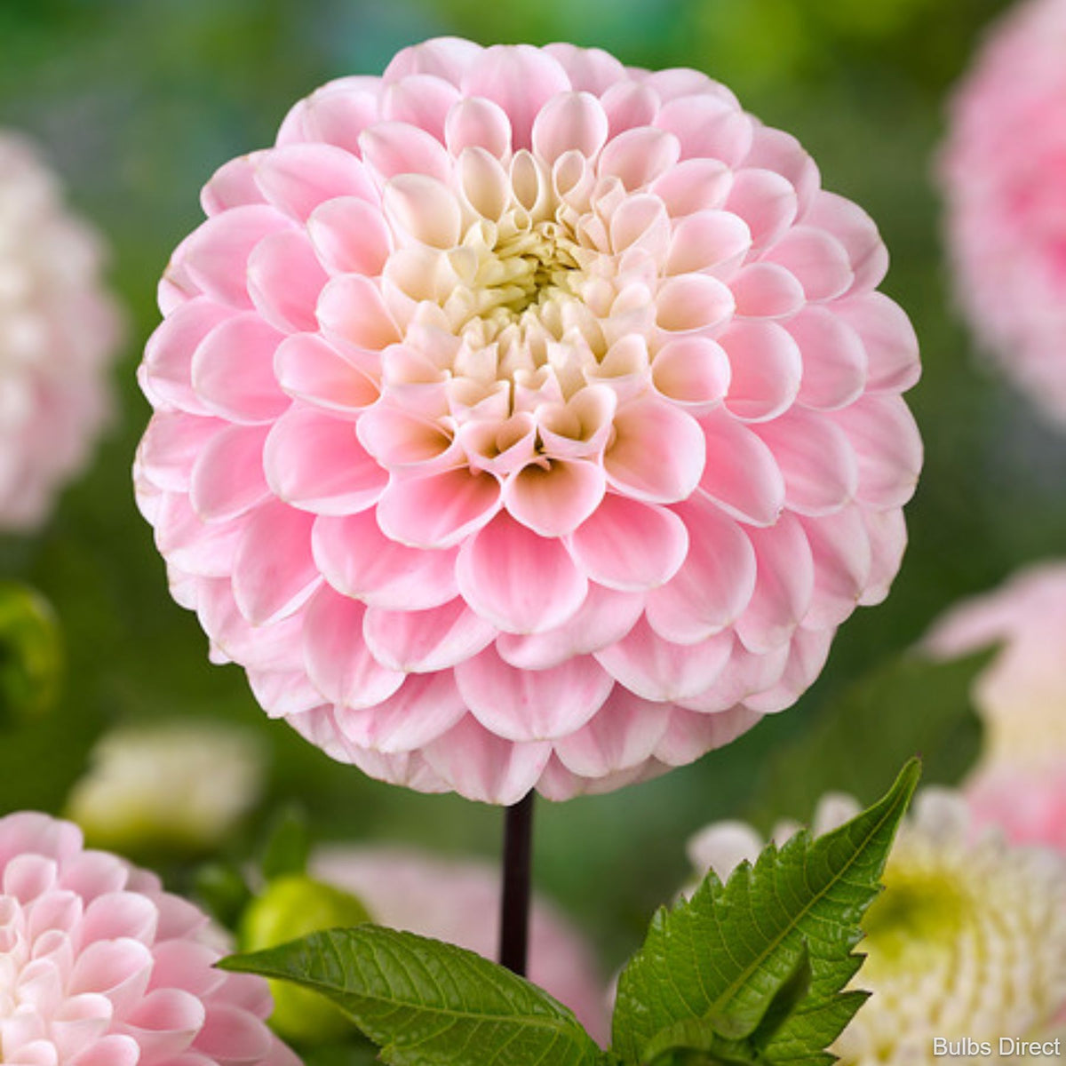 Fubuki Dahlia Mix | Order Dahlia Tubers online - Bulbs Direct NZ