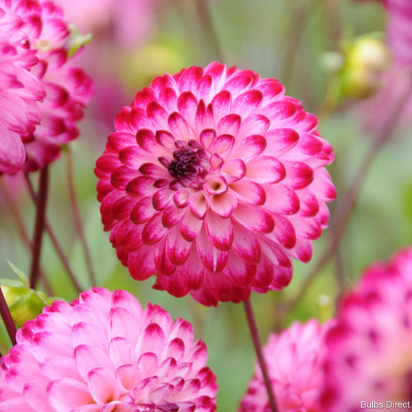 Little Robert Dahlias Order Dahlia Tubers online Bulbs Direct NZ