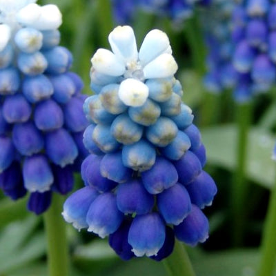 Touch of Snow Muscari