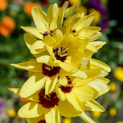 51914696 - beautiful ixia flower in garden japan