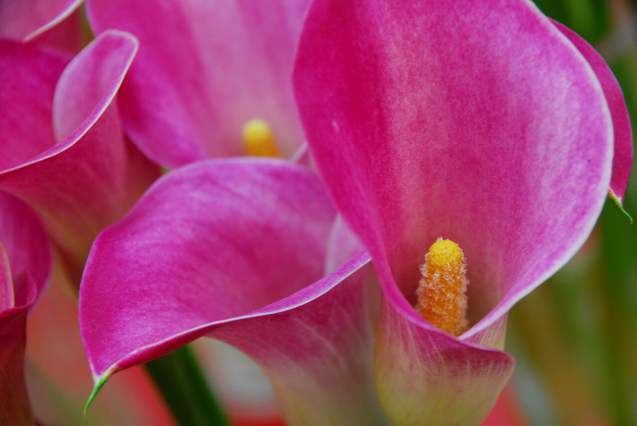 Scarlet Pimpernel Callas | Order Calla Lily Bulbs online | BulbsDirect ...