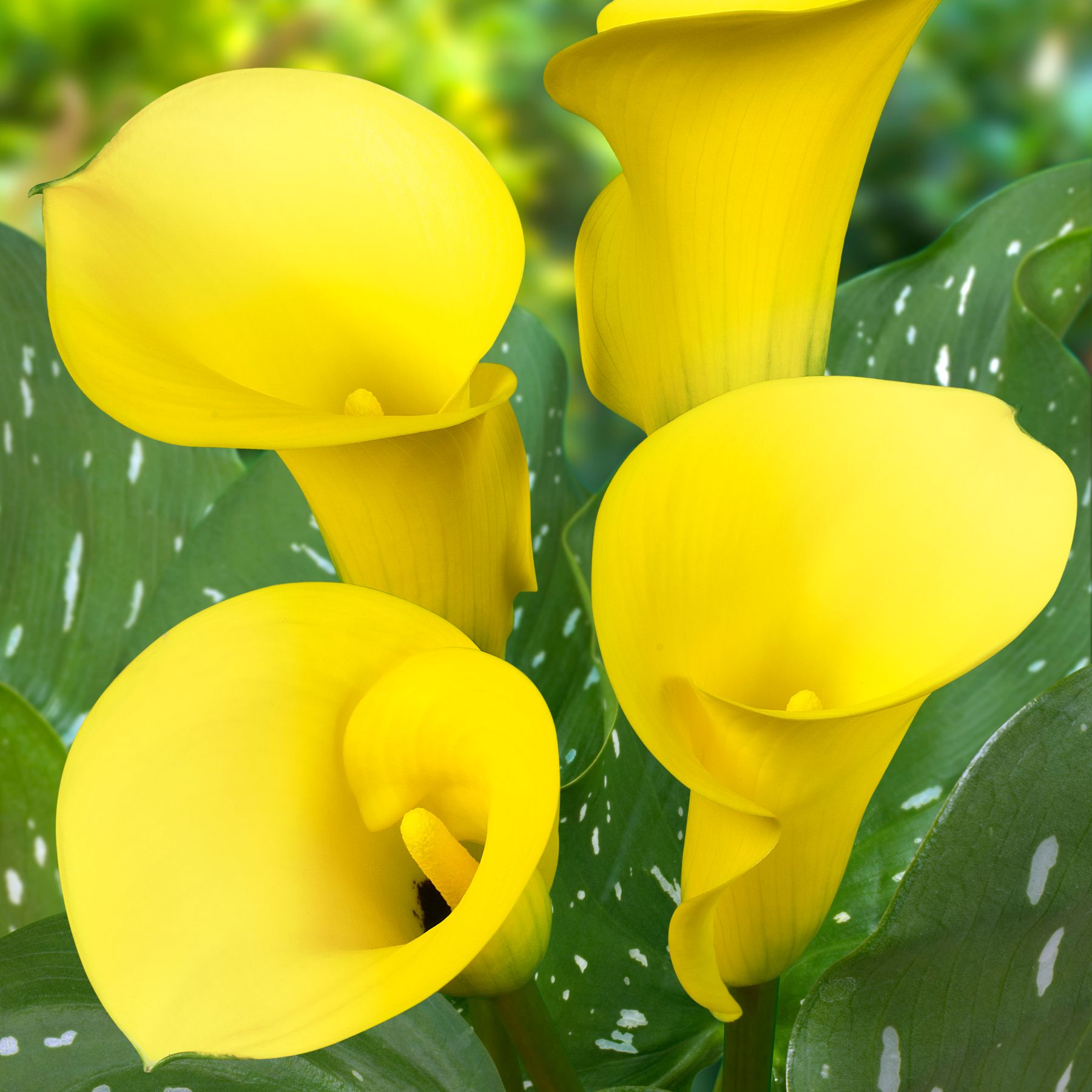 Black Magic Calla Lilies Buy Calla Bulbs online Bulbs Direct NZ