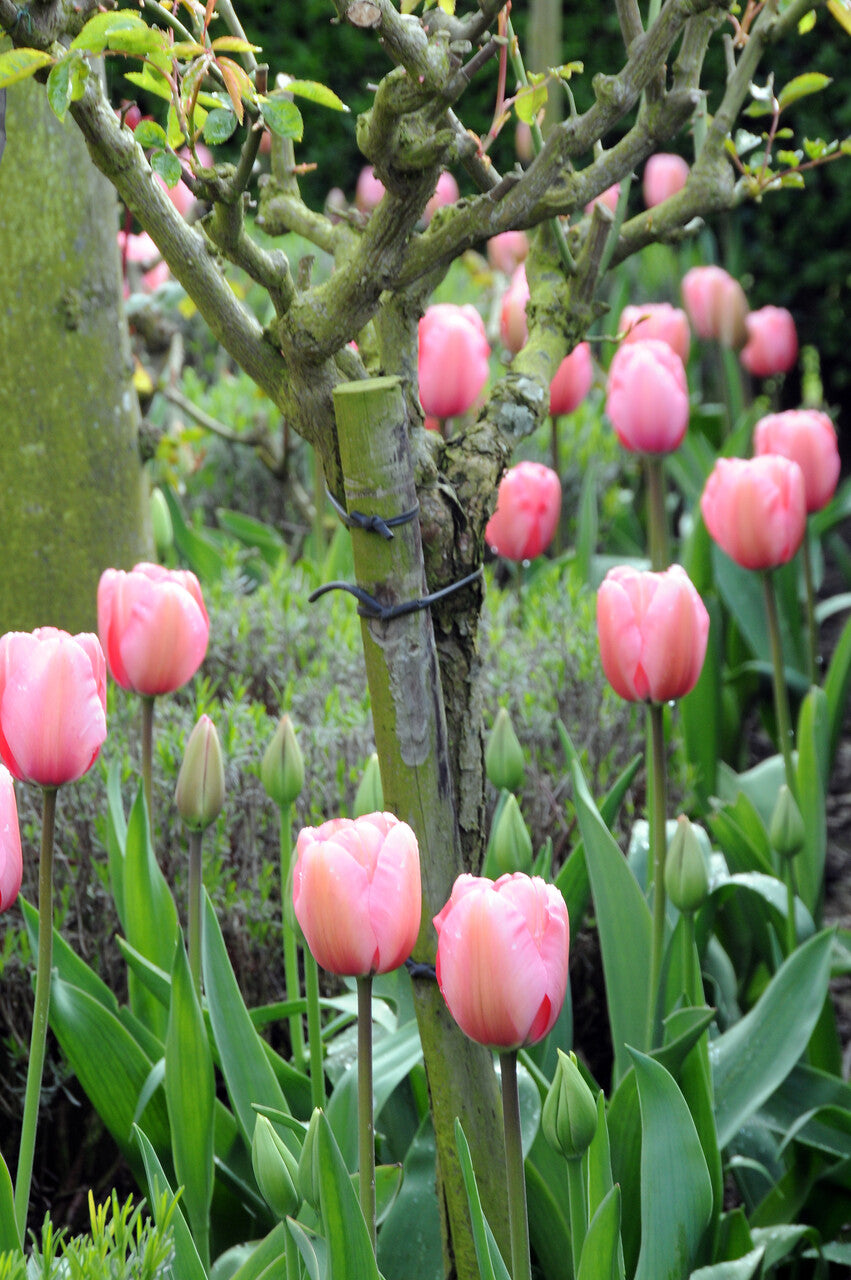 Pink Impression Tulips | Buy Tulip Bulbs online | Bulbs Direct NZ